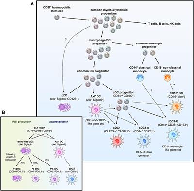 Human Dendritic Cell Subsets, Ontogeny, and Impact on HIV Infection